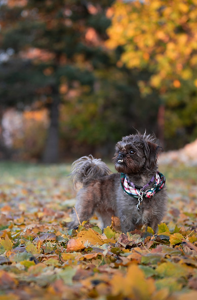 Noel magical leaves ig.jpg