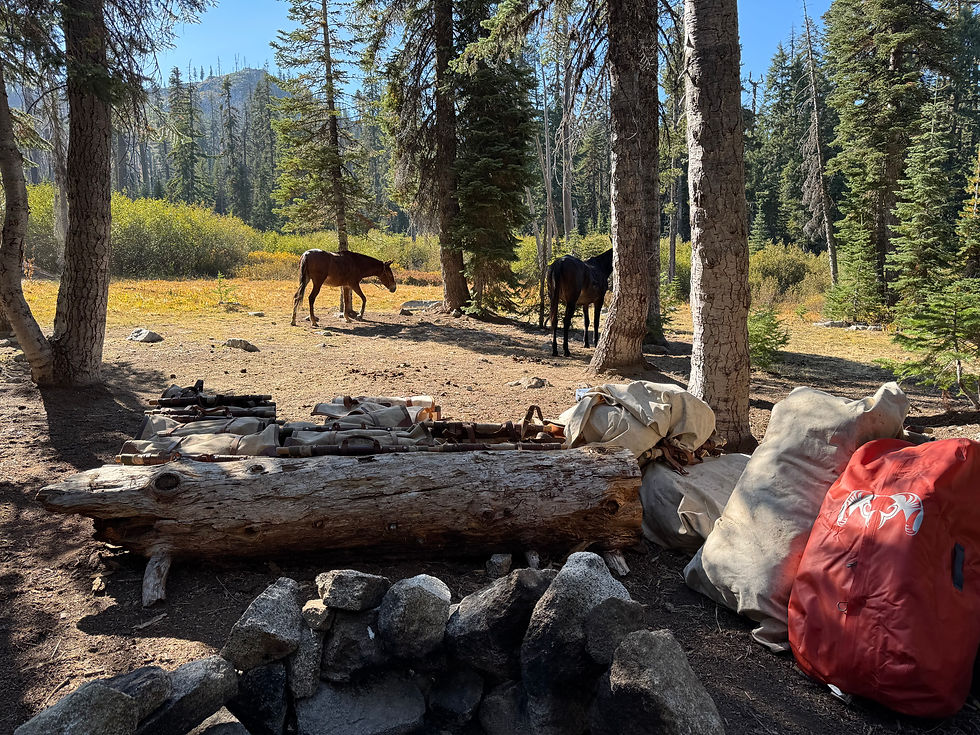 Pack stock and camping gear at a Northern California backcountry drop camp
