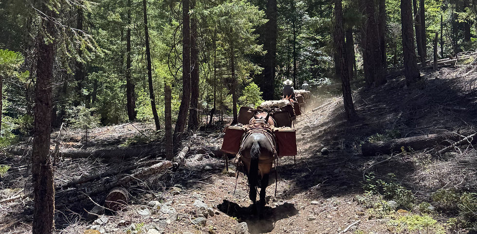 Pack stock traveling through Northern California Wilderness for a backcountry drop camp