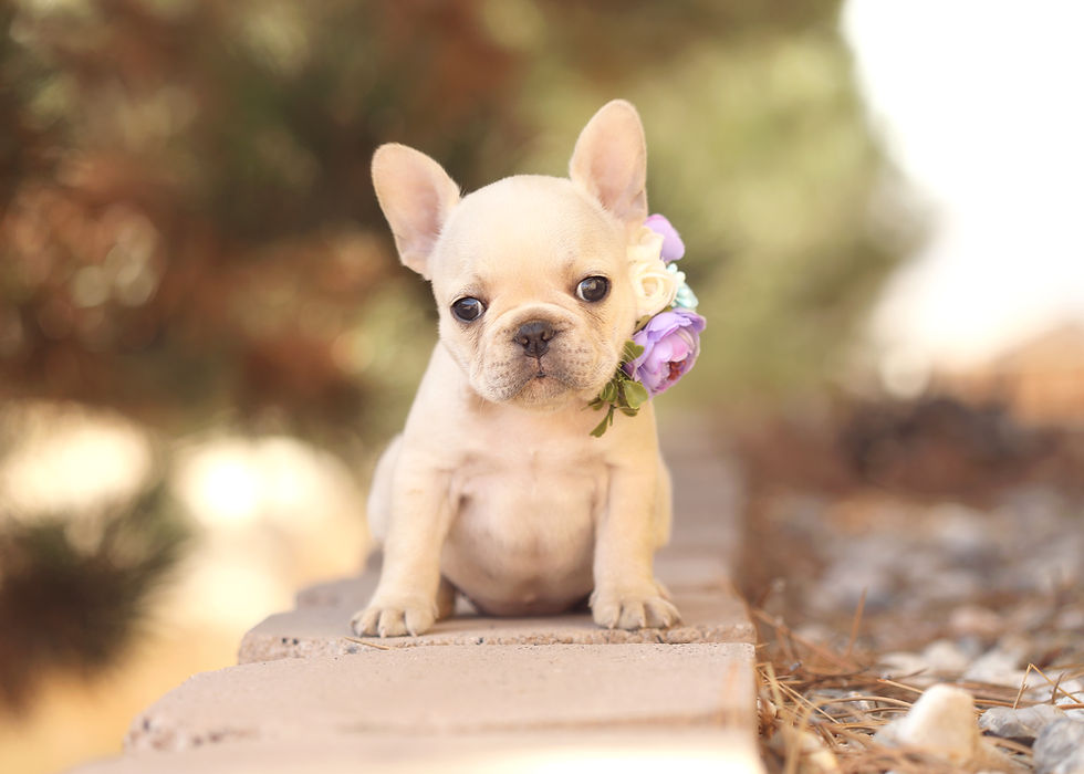 French Bulldog puppy from Rogue Valley Frenchies in Northern California