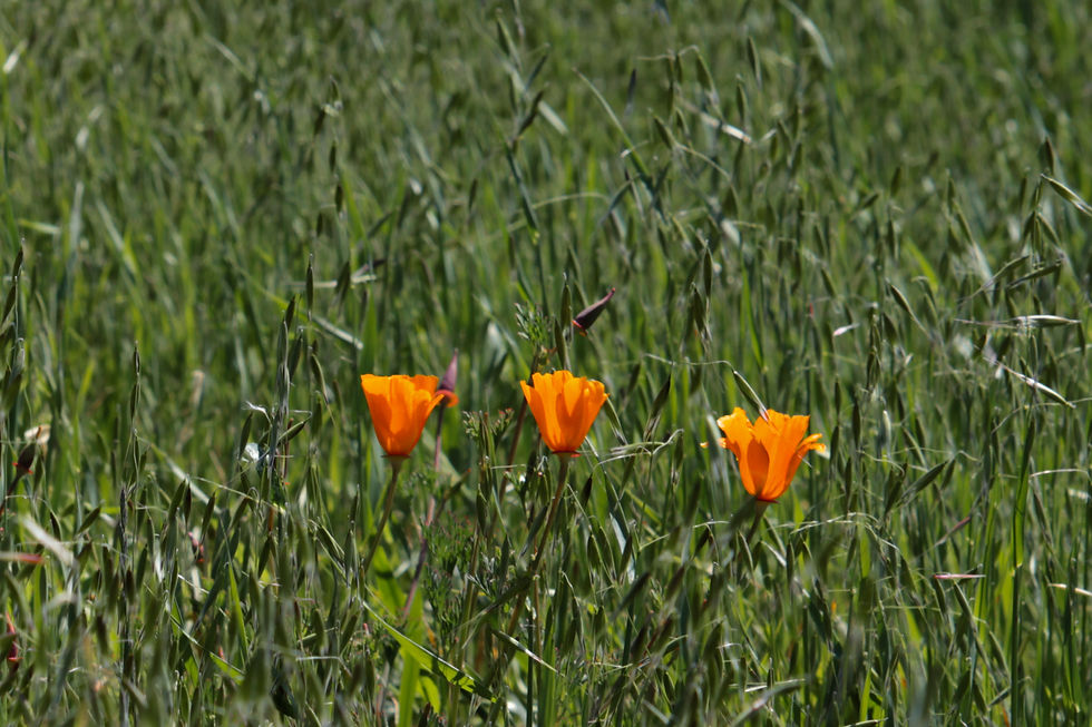 poppies in a field on a hill, blowing in the breeze