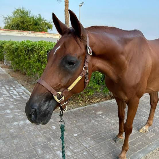 Thumbnail: ICAVALOS "BREAKAWAY" HALTER - "DARK BROWN & GOLD"