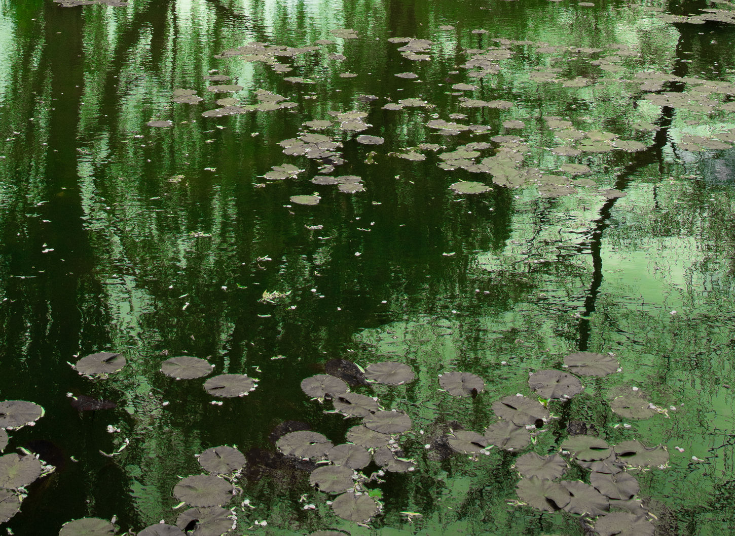 waterspiegeling 6.jpg