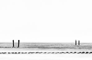 seabird . . . . . .-1.jpg