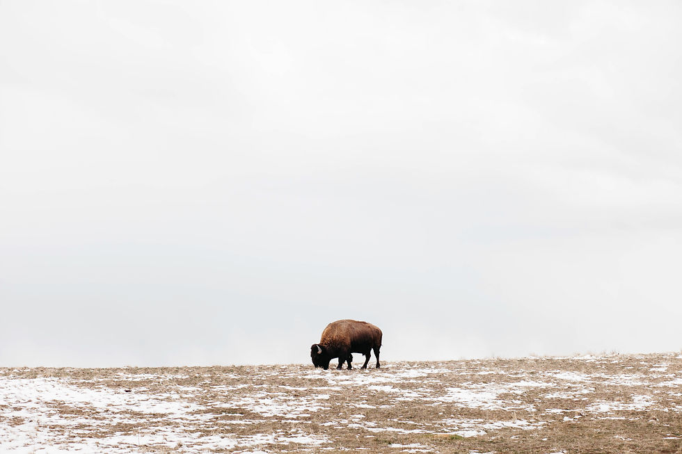 Thumbnail: Bison, Utah