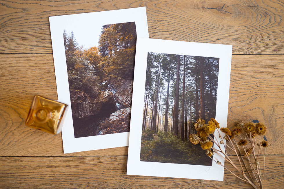 Thumbnail: Tollymore Trees
