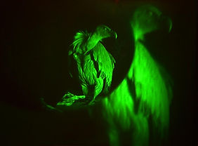 Griffin Vulture Reduction with Floating lens.jpg