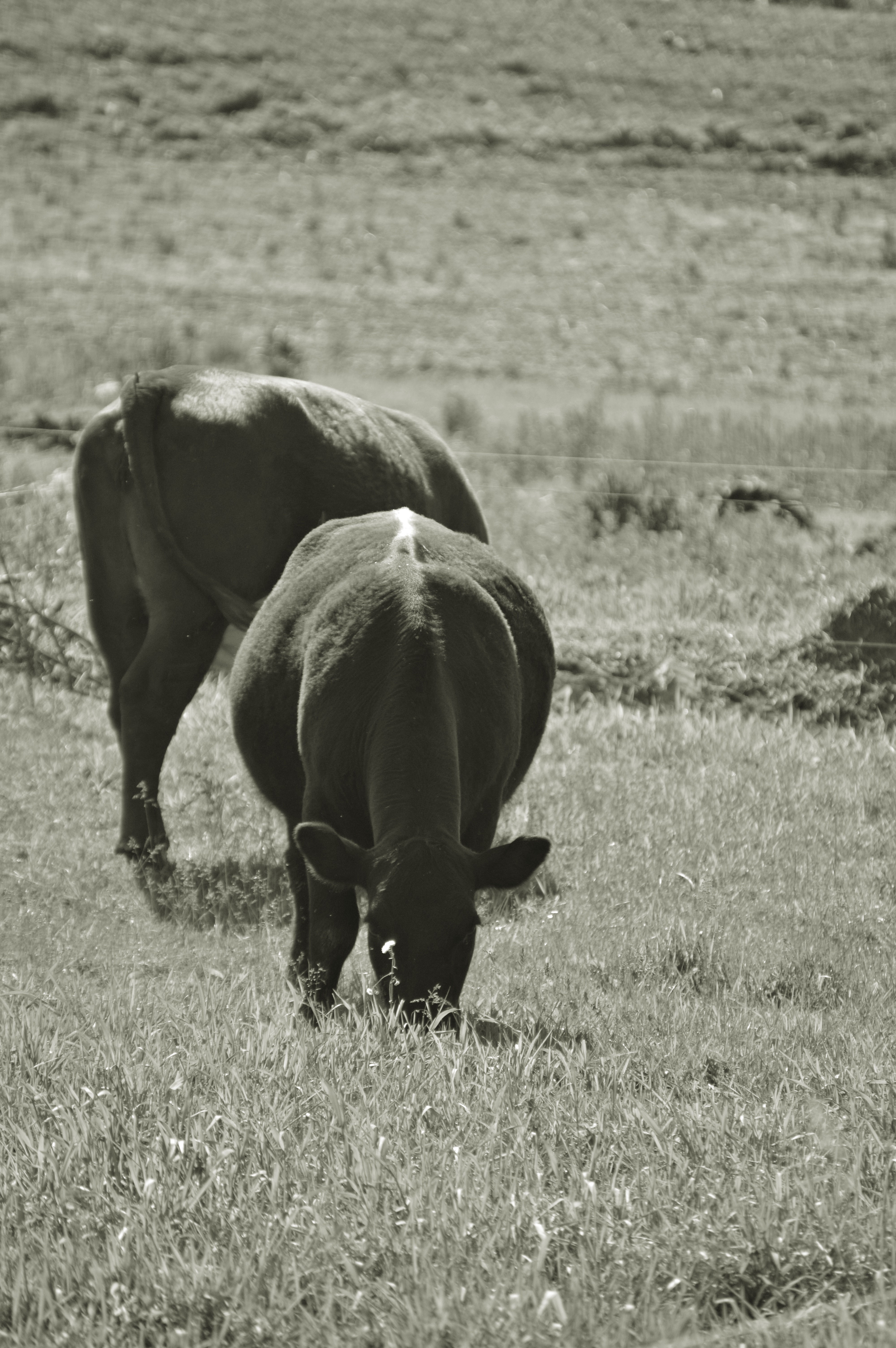 Whole Grass Fed Beef