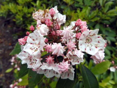 Tennessee Mountain Laurel Festival Celebrates 5 Years!