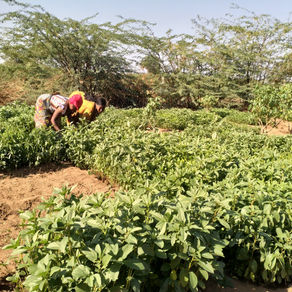 Visiting the Agriculture and Environment Department with Saidi