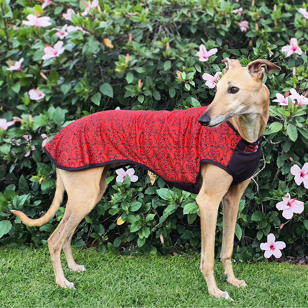 Thumbnail: Red/Black Swirl Hound