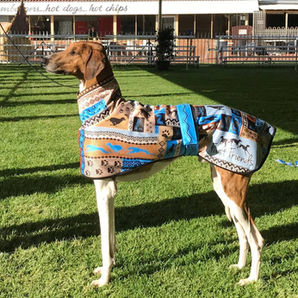 Azawakh at the Perth Royal Show