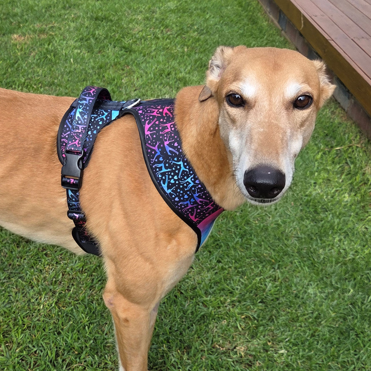 Harness Billy