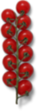 tomato branch.png