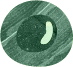 Leaf Shape 19.png