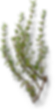 thyme.png
