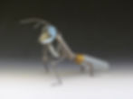 Praying Mantis