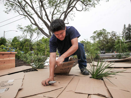 Drought-wary lawn owners line up for money to rip out their grass