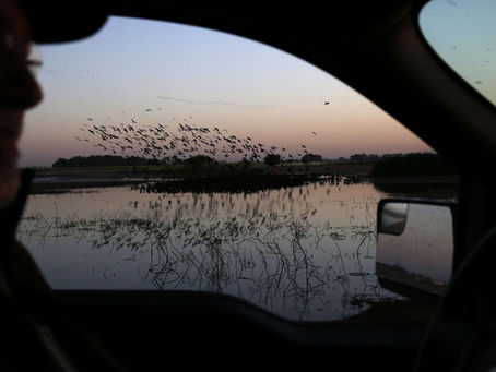 Wildlife refuges grapple with California drought's impact