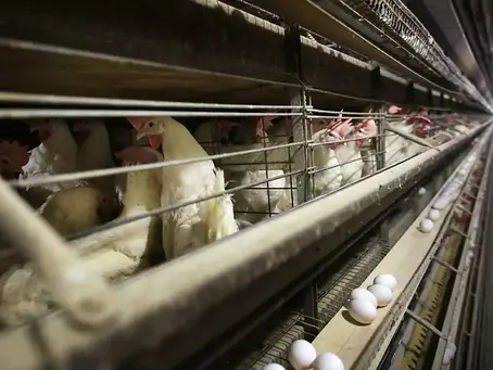 California's hen law at center of farm bill fight