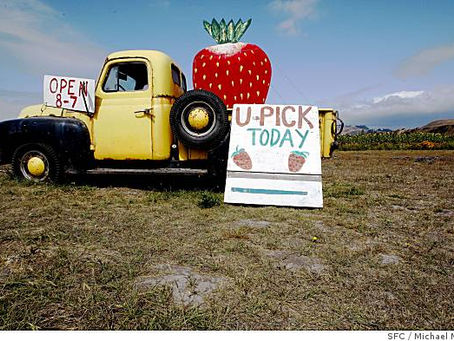 Coastal farmer gives a big raspberry to 'chemical strawberries'