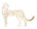 01 CHEETAH.png