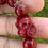Thumbnail: Maneki-neko Cinnabar Bracelet