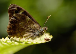 Speckled Wood