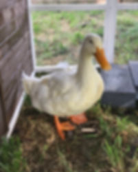 137074.jpeg