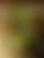 A small garden at Ryokan Motonago in Gion, Kyoto, featuring a bench and a tree surrounded by greenery.