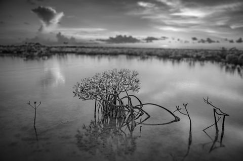 like a dream mangrove-Recovered.jpg