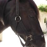 cheval equitherapie