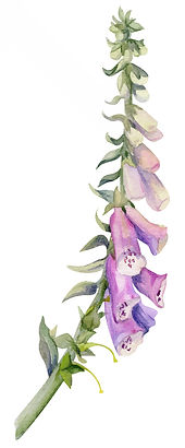 Foxglove image