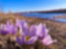 flowers-gc4cf7625b_1920.jpg