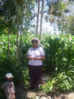 Lettuce and garlic supplier