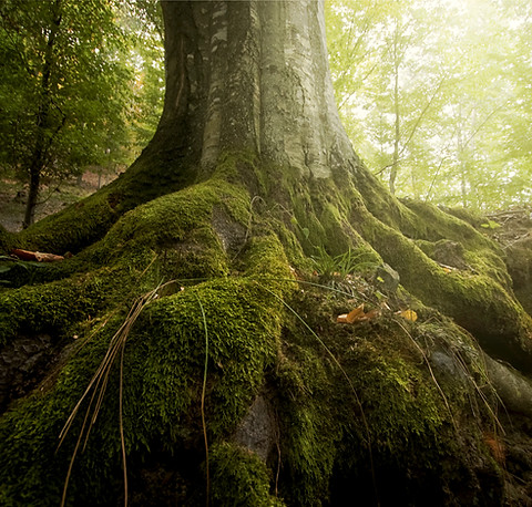 Tree in a forest emphasizing mossy tree roots