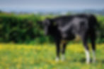 Doras Dairy-5.jpg