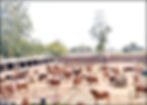 Gir Cow Farm