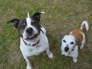 Missy and Jack desperately need a new home
