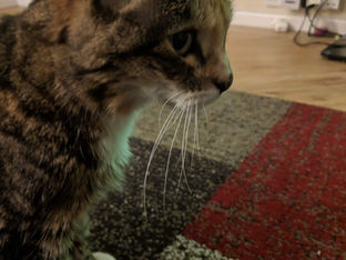 Missing cat