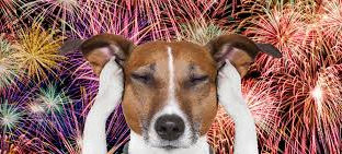 Tougher laws needed on fireworks, says Bill Esterson MP