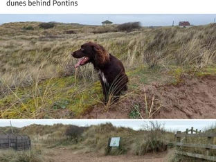 Missing Dog
