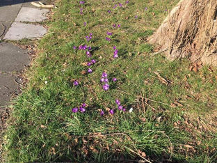 Signs of Spring thanks to Formby Rotary