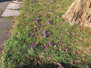Signs of Spring thanks to Formby Rotary
