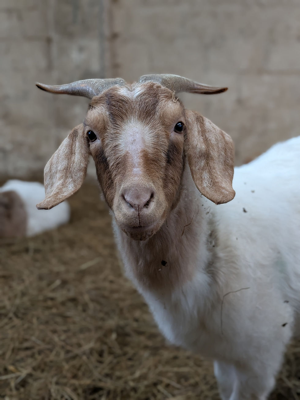 Thumbnail: ADOPT A GOAT
