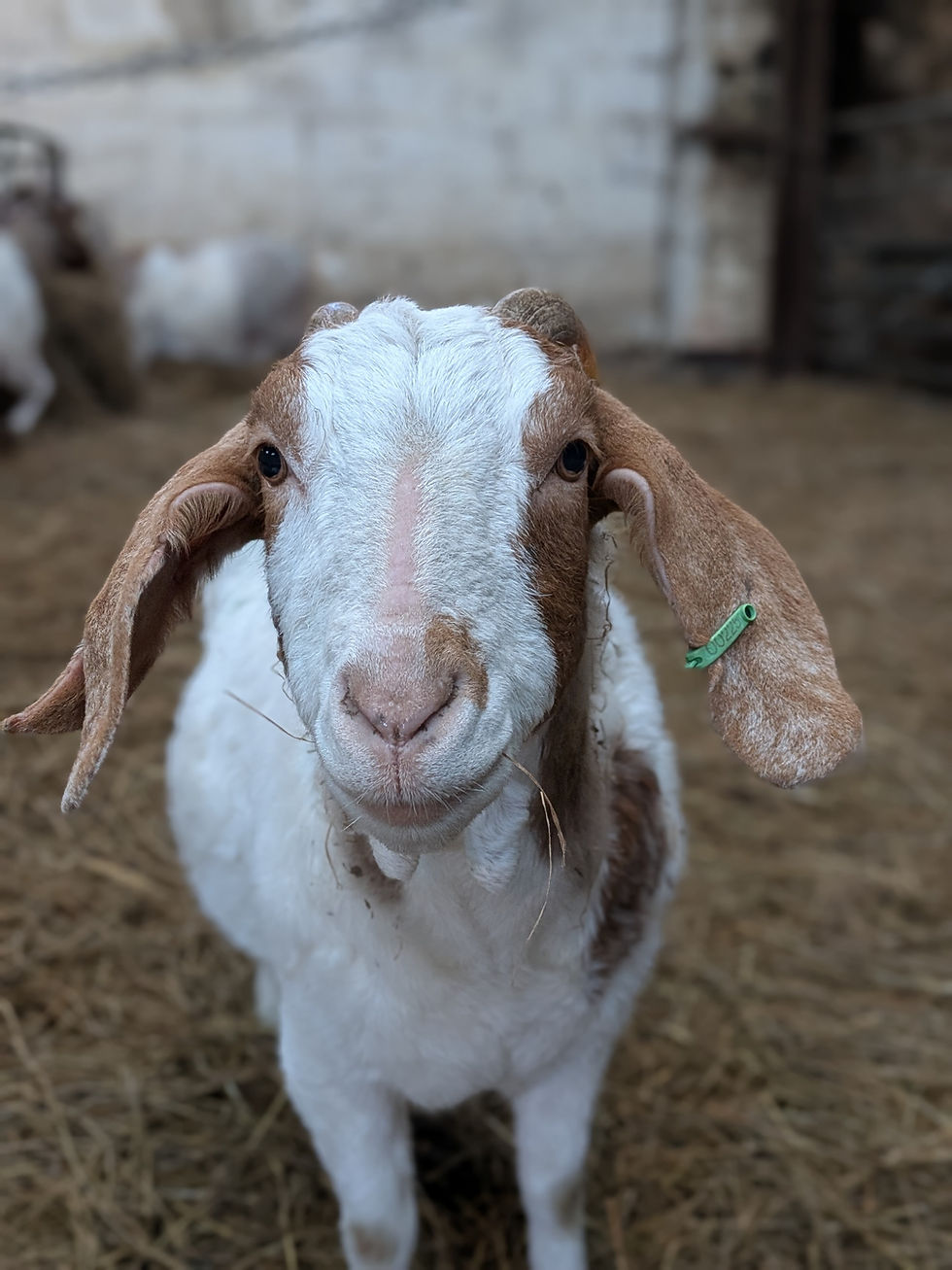 Thumbnail: ADOPT A GOAT