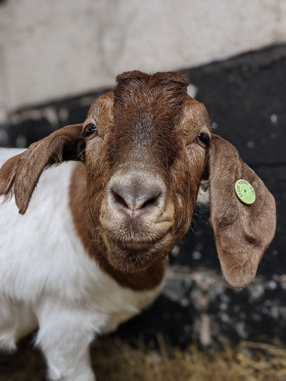 Thumbnail: ADOPT A GOAT