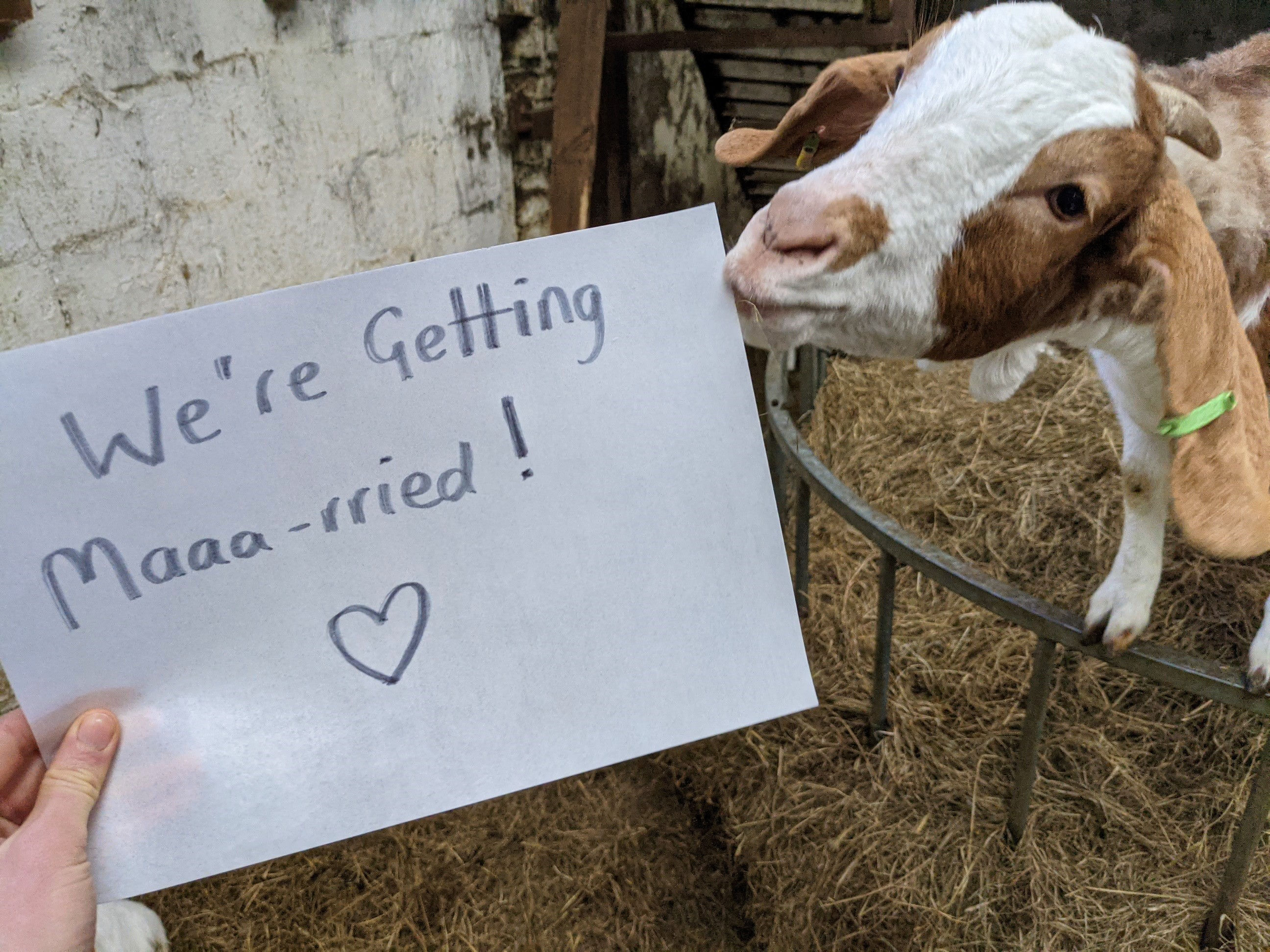 Goat With A Note Gift Voucher