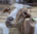 Thumbnail: ADOPT A GOAT