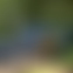 La Navetta dell'Estate!